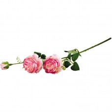 Цветок ВОЛШЕБНАЯ СТРАНА Роза пионовидная 2цветка +1бутон