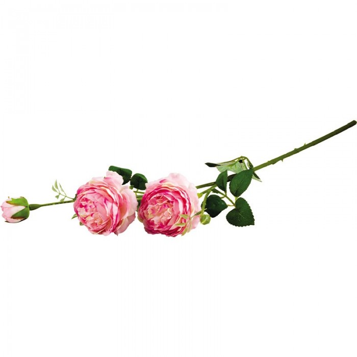 Цветок ВОЛШЕБНАЯ СТРАНА Роза пионовидная 2цветка +1бутон