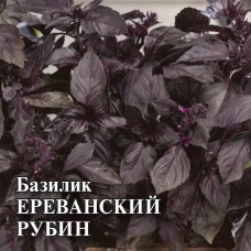 Базилик овощной Ереванский рубин Ц/П 10г