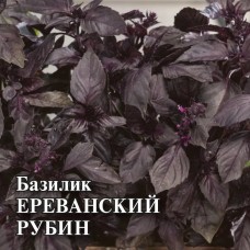 Базилик овощной Ереванский рубин Ц/П 50г