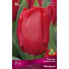 Тюльпан бахромчатый Макарска
