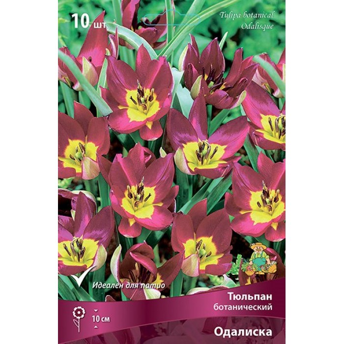 Тюльпан ботанический Одалиска
