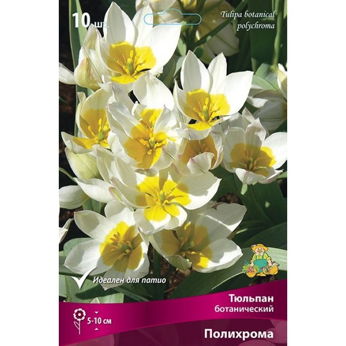 Тюльпан ботанический Полихрома
