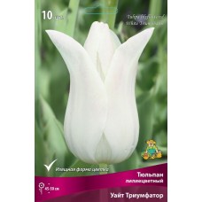 Тюльпан лилиецветный Уайт Триумфатор
