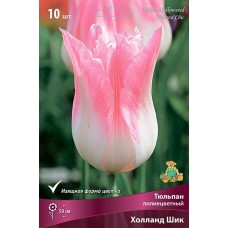 Тюльпан лилиецветный Холланд Шик