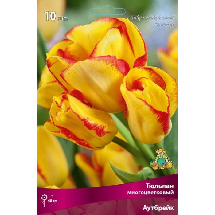 Тюльпан многоцветковый Аутбрейк