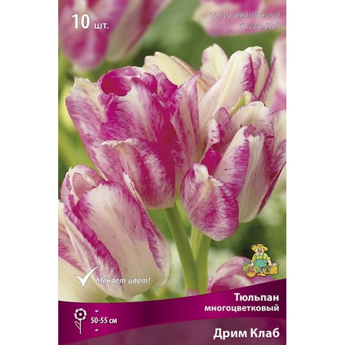 Тюльпан многоцветковый Дрим Клаб
