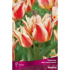Тюльпан многоцветковый Квебек