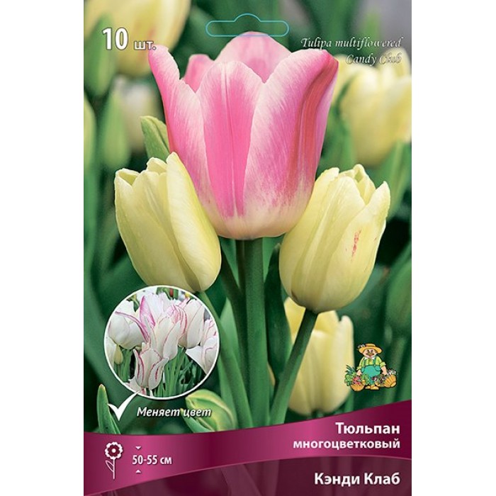 Тюльпан многоцветковый Кэнди Клаб