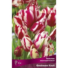 Тюльпан многоцветковый Флейминг Клаб
